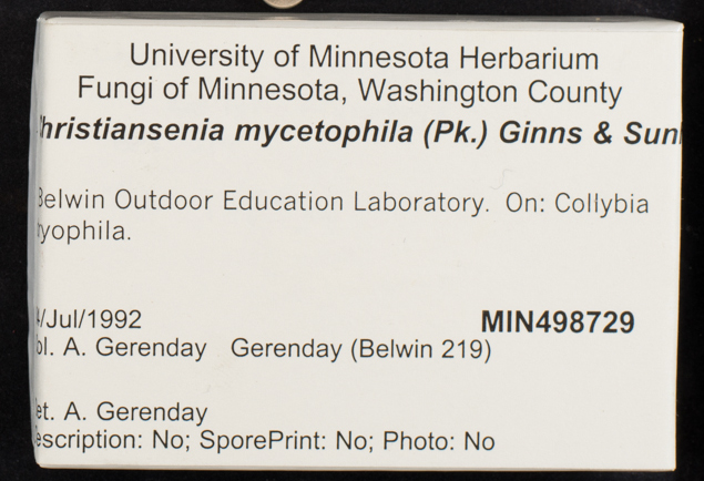 Syzygospora mycetophila image