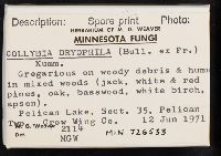 Gymnopus dryophilus image