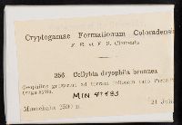 Gymnopus dryophilus image