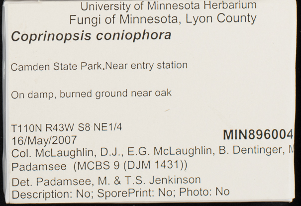Coprinopsis coniophora image