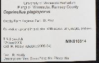 Coprinellus plagioporus image