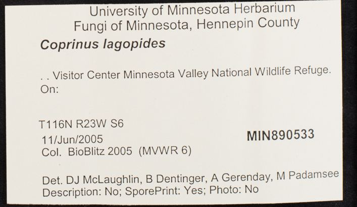 Coprinopsis lagopides image