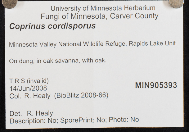 Coprinopsis cordispora image
