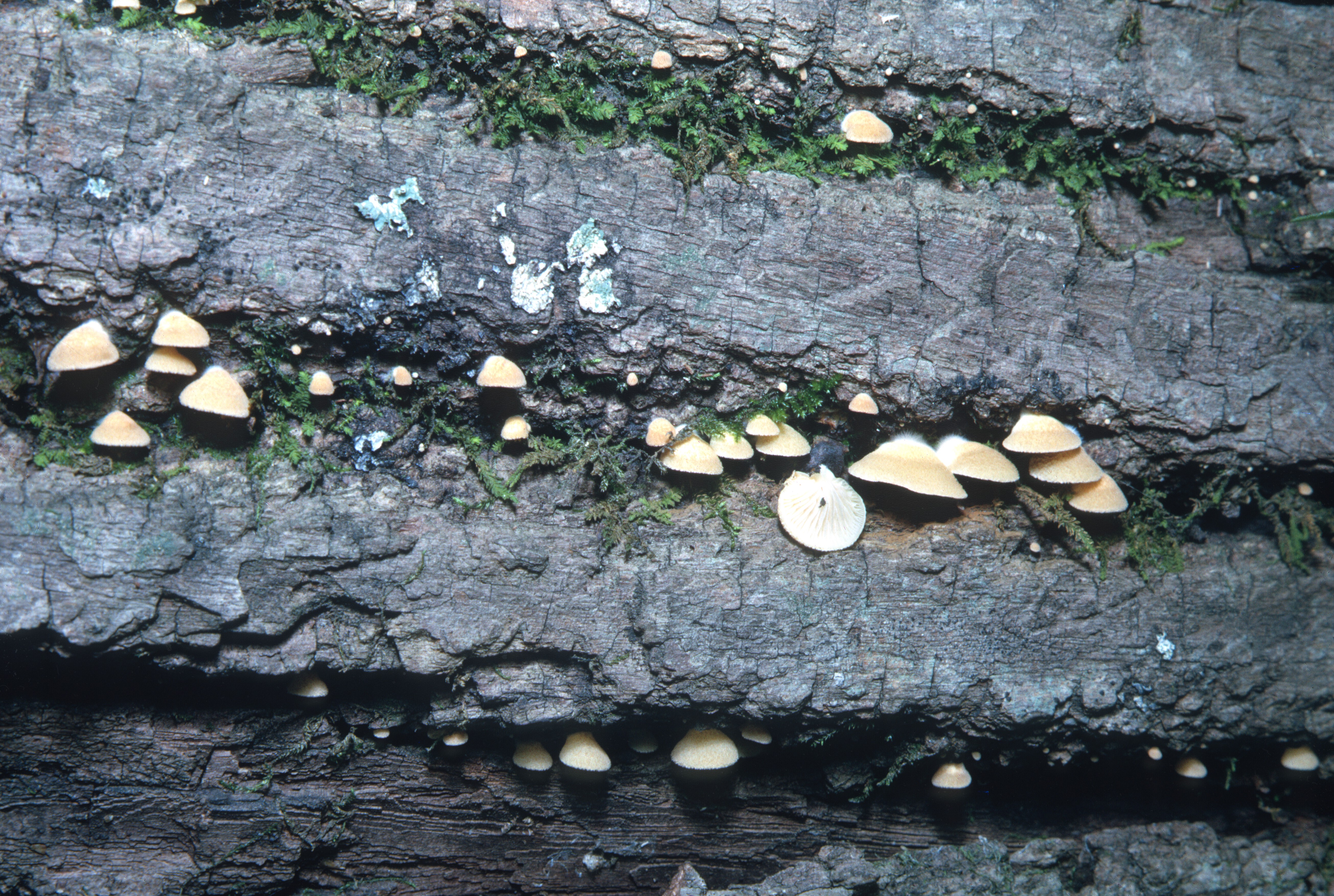 Crepidotus calolepis image