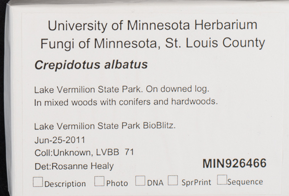 Crepidotus albatus image