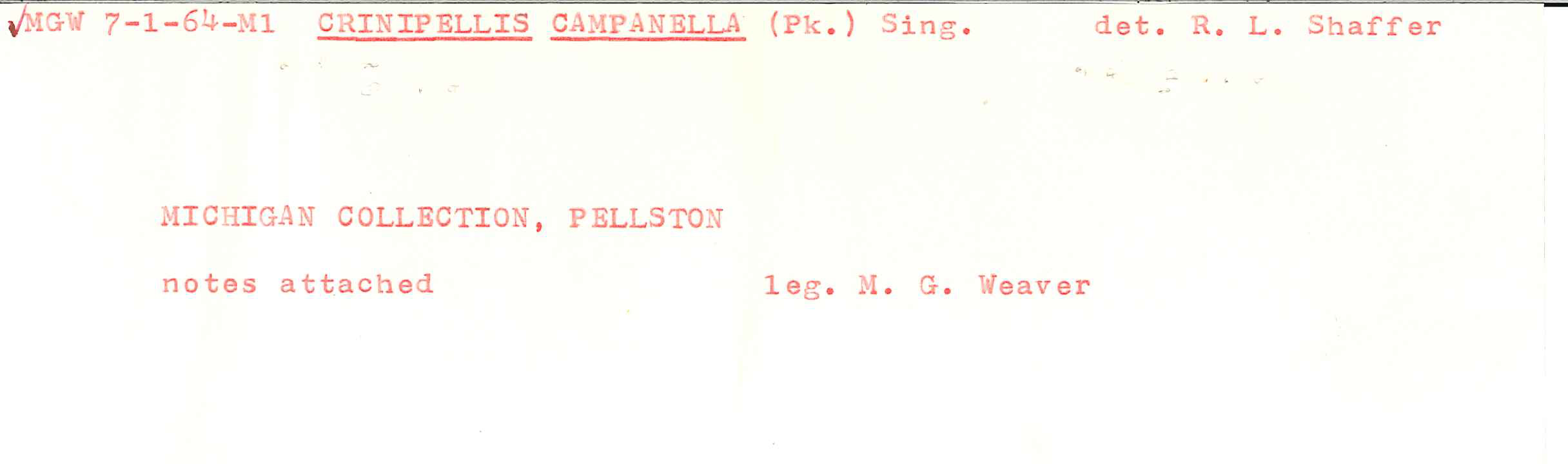 Crinipellis campanella image