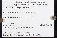 Crepidotus nephrodes image