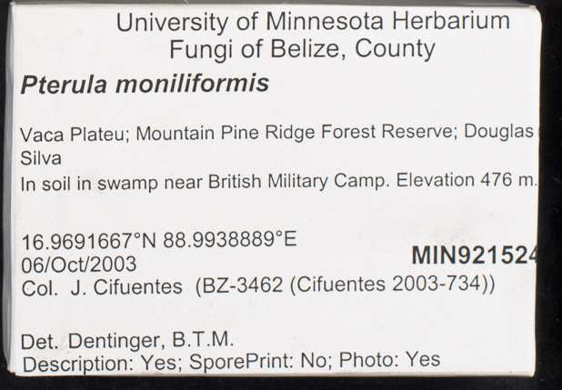 Pterula moniliformis image