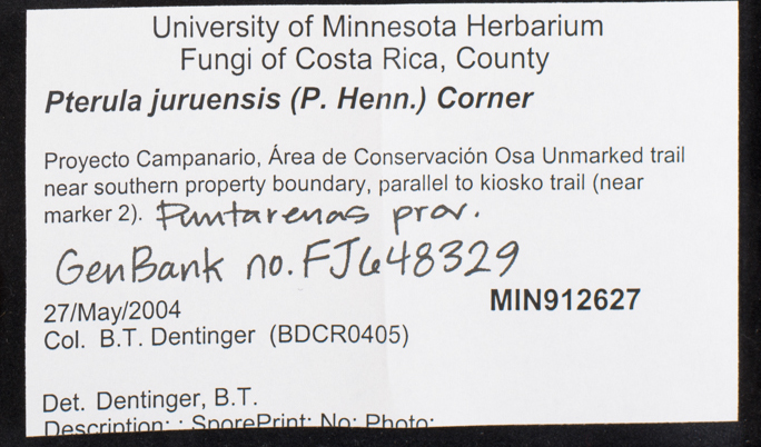 Pterula juruensis image
