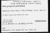 Dacrymyces chrysospermus image