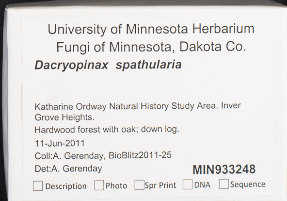 Dacryopinax spathularia image