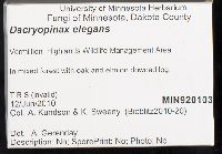 Dacryopinax elegans image