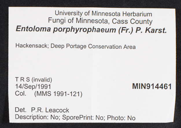 Entoloma porphyrophaeum image