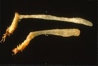 Eocronartium muscicola image