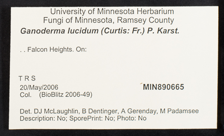 Ganoderma lucidum image