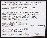 Gomphus floccosus image