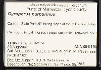 Gyroporus purpurinus image