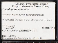 Hapalopilus nidulans image