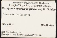 Hexagonia hydnoides image