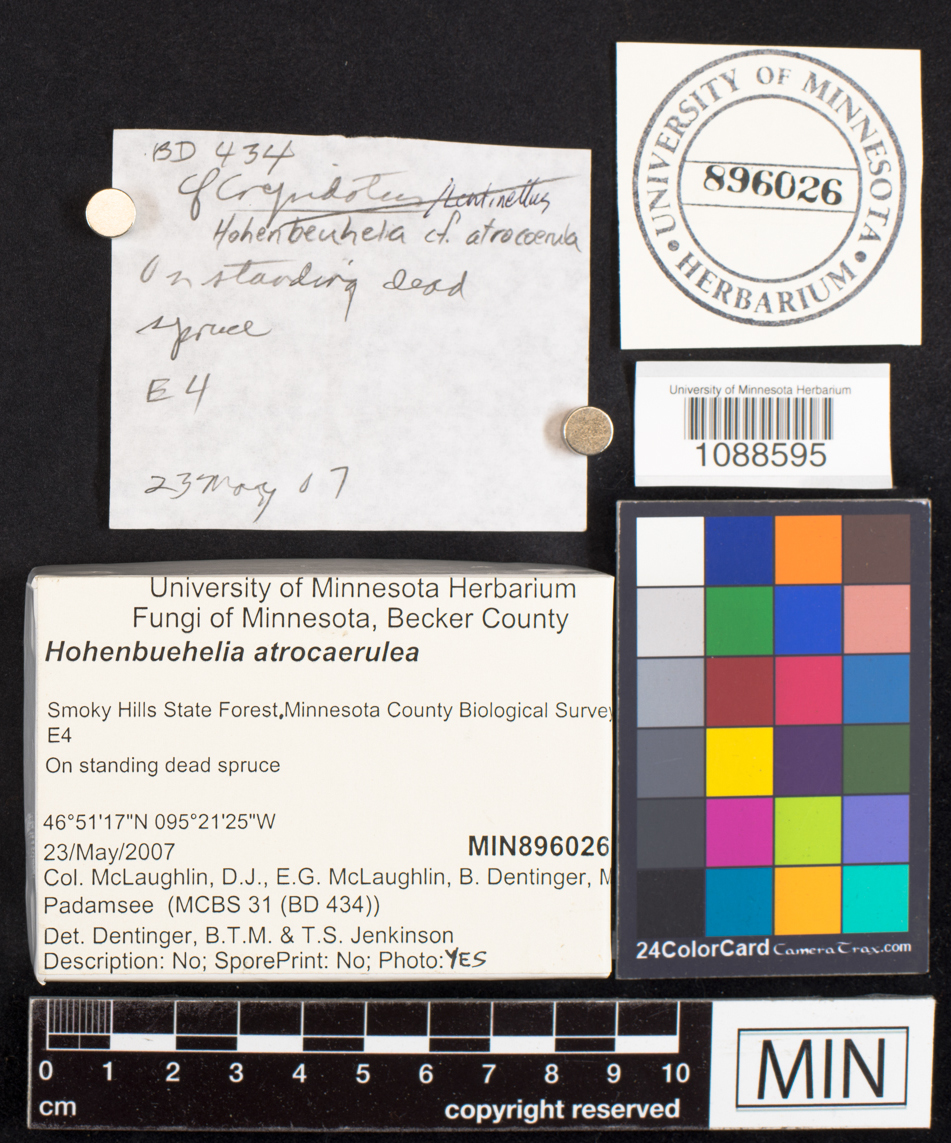 Hohenbuehelia atrocaerulea image