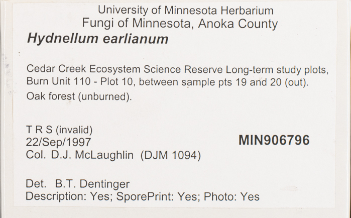 Hydnellum earlianum image