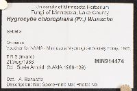 Hygrocybe chlorophana image