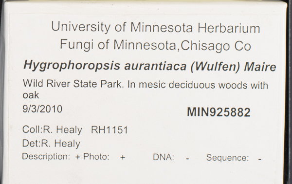 Hygrophoropsidaceae image