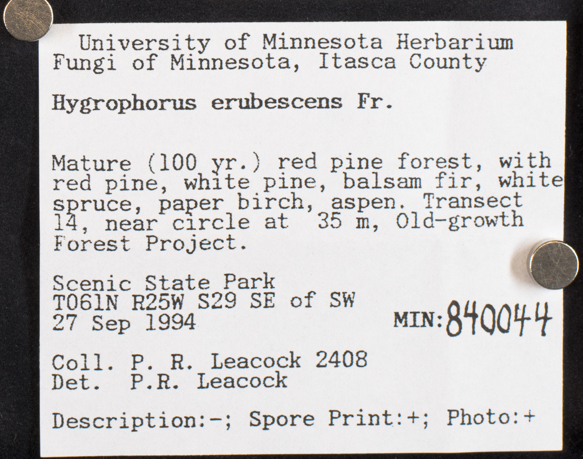 Hygrophorus erubescens image