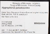 Hygrophorus paludosoides image