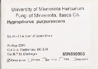 Hygrophorus purpurascens image