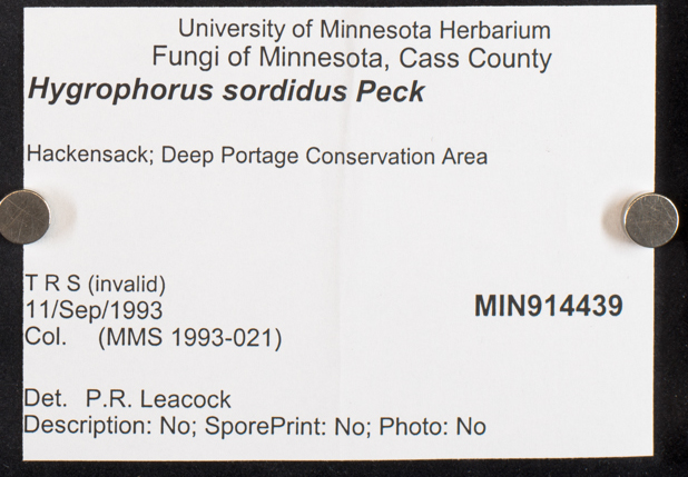 Hygrophorus sordidus image