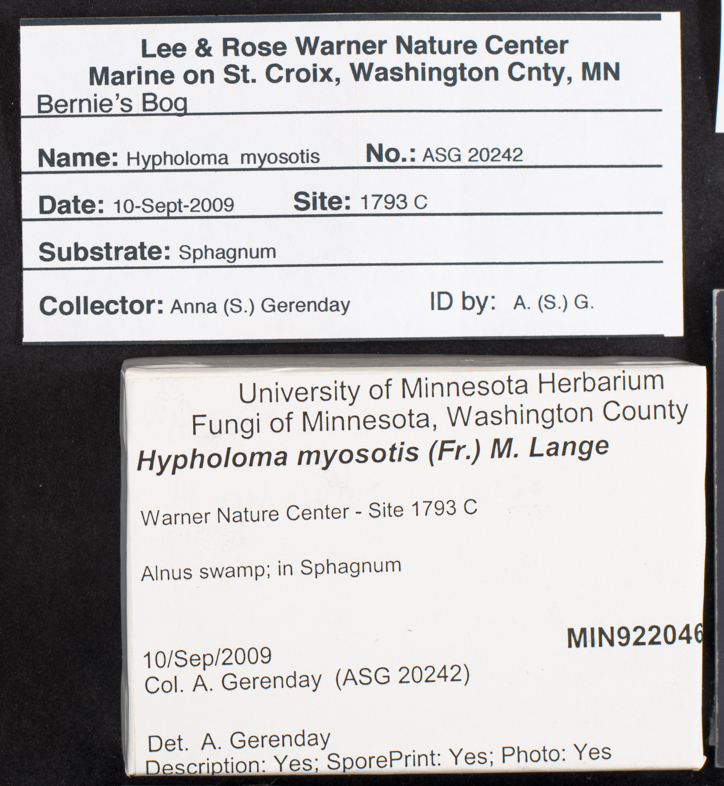 Phaeonematoloma myosotis image