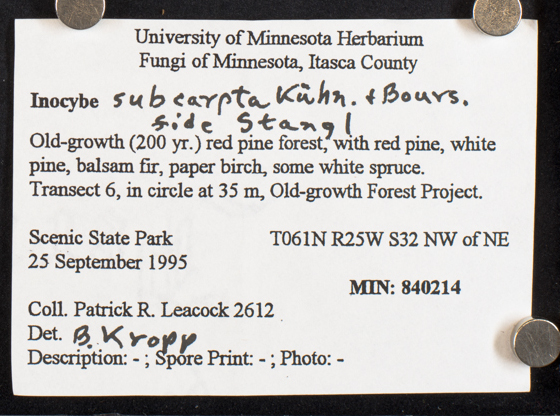 Inocybe subcarpta image
