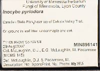Inocybe pyriodora image