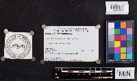 Ischnoderma resinosum image