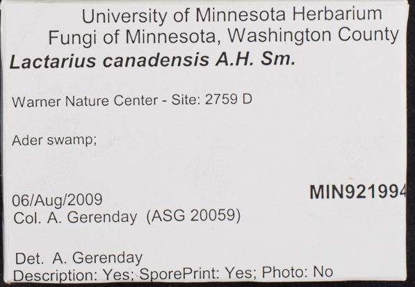 Lactarius canadensis image
