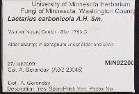 Lactarius carbonicola image