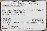 Lactarius maculatipes image