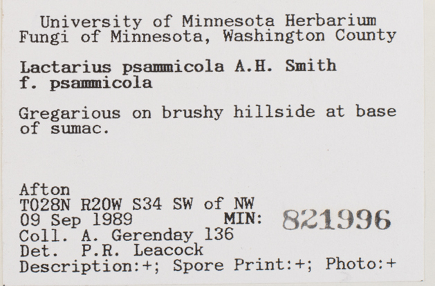 Lactarius psammicola image