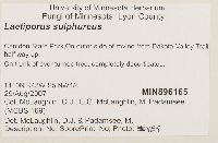 Laetiporus sulphureus image