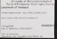 Leccinum holopus image