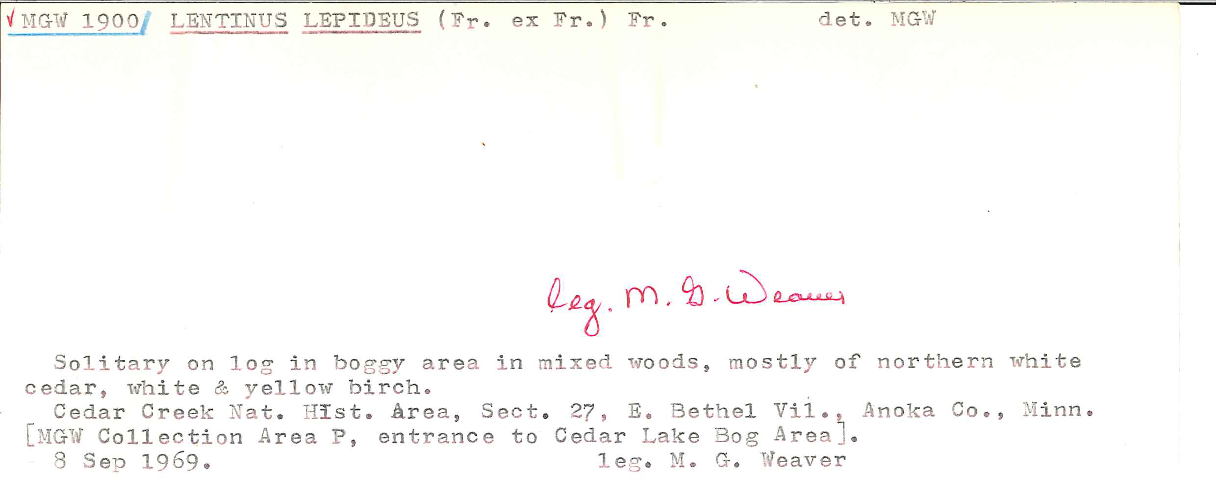Neolentinus lepideus image
