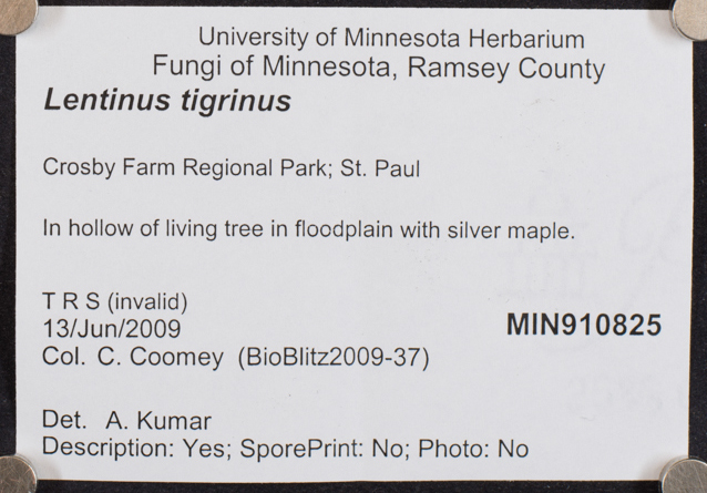 Lentinus tigrinus image