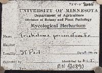 Tricholoma personatum image