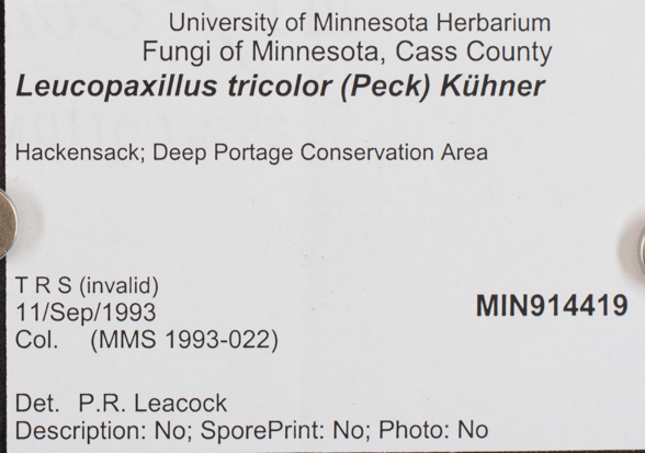 Leucopaxillus tricolor image