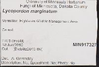 Lycoperdon marginatum image