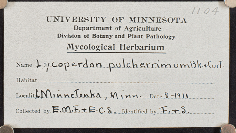 Lycoperdon pulcherrimum image
