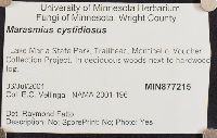 Marasmius cystidiosus image