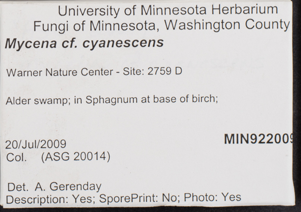 Mycena cyanescens image