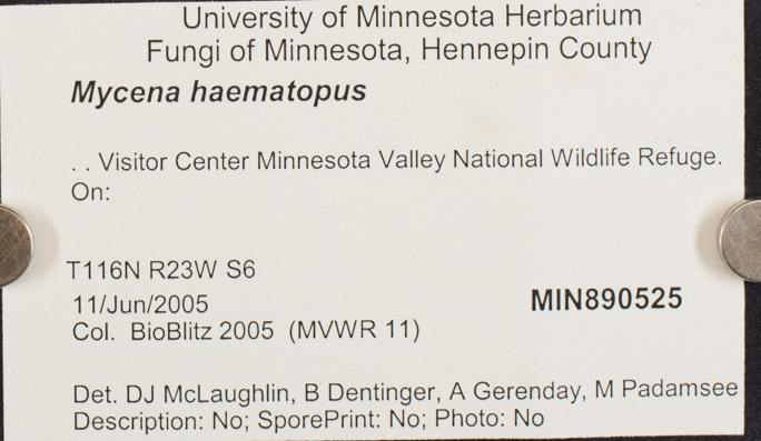 Mycena haematopus image